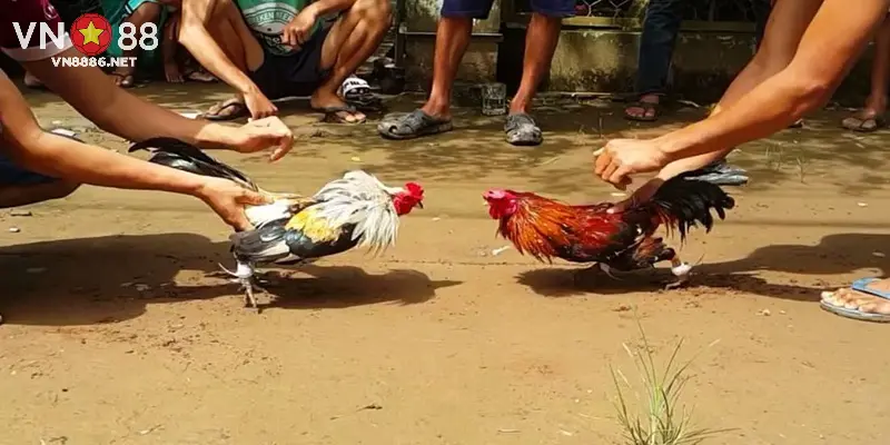Đá gà cựa sắt thu hút đông đảo hội viên vì sự kịch tính và cơ hội thắng cao.